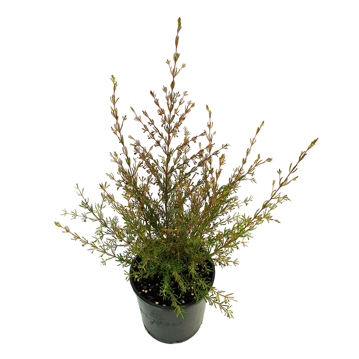140mm Brown Boronia - Boronia megastigma