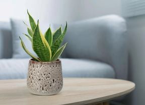 Sansevieria plant in a patterned indoor pot.