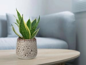 Sansevieria plant in a patterned indoor pot.