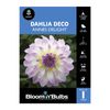Bloomin Bulbs Dahlia Annes Delight - 1 Pack