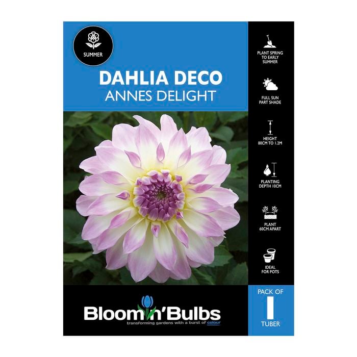 Bloomin Bulbs Dahlia Annes Delight - 1 Pack