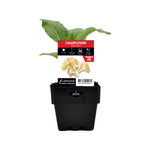 100mm Cauliflower White Snow - Brassica oleracea hybrid F1