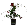 170mm - Mandevilla Aloha - Mandevilla splendens