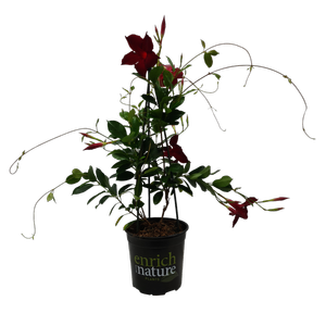 170mm - Mandevilla Aloha - Mandevilla splendens