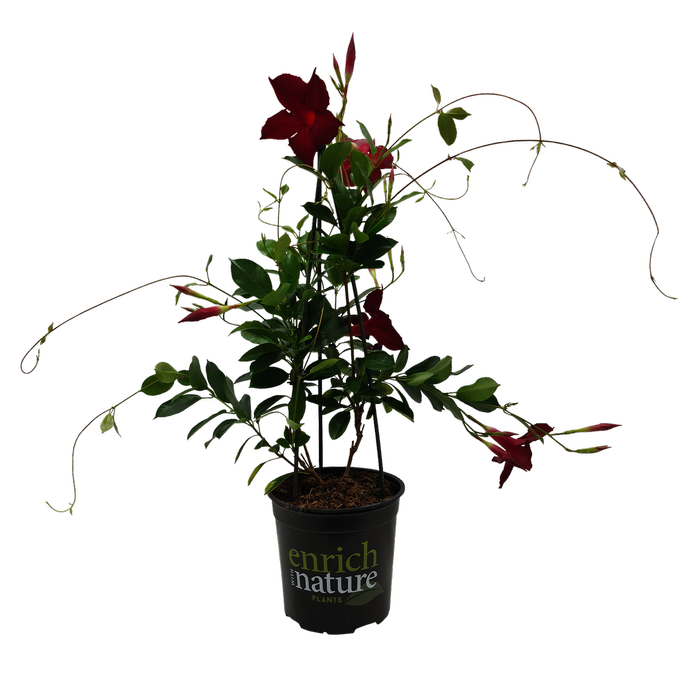 170mm - Mandevilla Aloha - Mandevilla splendens