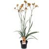 180mm - Amber Velvet Kangaroo Paw - Anigozanthos hybrid Amber Velvet