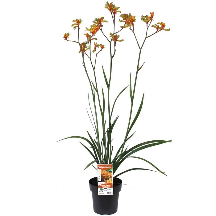180mm - Amber Velvet Kangaroo Paw - Anigozanthos hybrid Amber Velvet