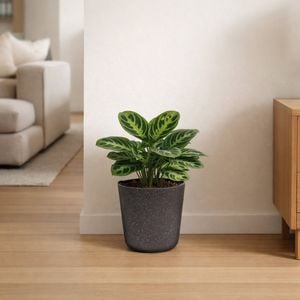 Moda 22cm Charcoal Sphere Planter
