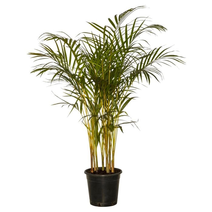 250mm Golden Cane Palm - Chrysalidocarpus lutescens