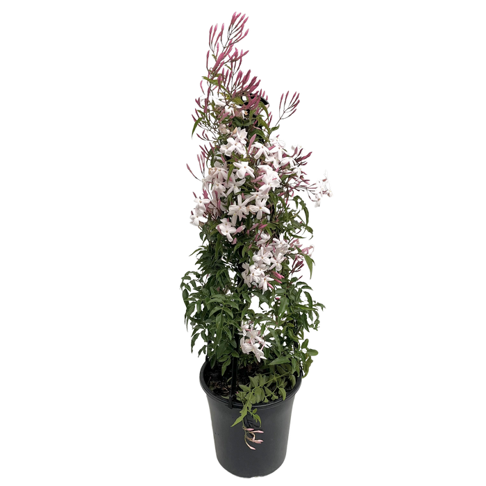 180mm Pink Jasmine - Jasminum polyanthum
