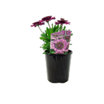 1.5L 3D Purple Explosion - Osteospermum ecklonis