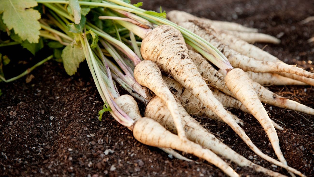 Freshly harvested homegrown parsnips over garden soil.
