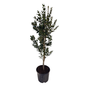 10L Metrosideros Mistral - Metrosideros excelsa Mistral