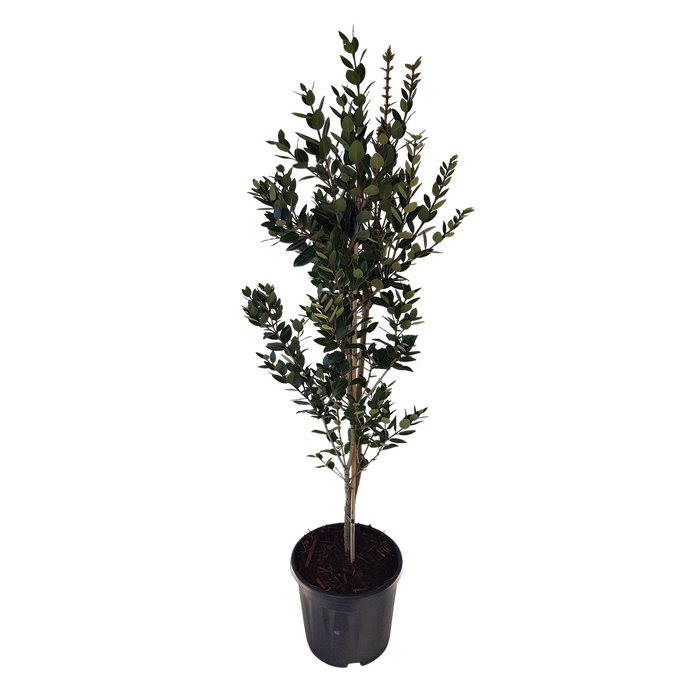 10L Metrosideros Mistral - Metrosideros excelsa Mistral