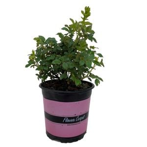 2.5L Carpet Rose Red - Rosa