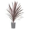 200mm Cordyline Red Sensation - Cordyline australis