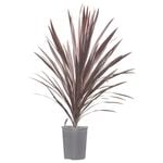 200mm Cordyline Red Sensation - Cordyline australis