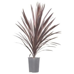 200mm Cordyline Red Sensation - Cordyline australis