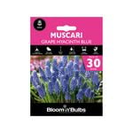 Bloomin' Bulbs Muscari Grape Hyacinth Blue - 30 Pack