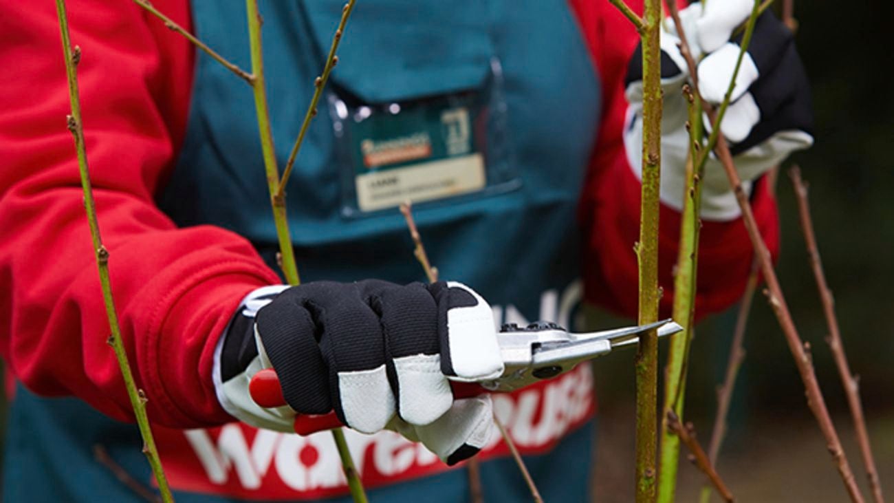 Bunnings team member using secateurs to trim branches
