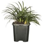 65mm Mini Mondo Grass - Ophiopogon japonicus