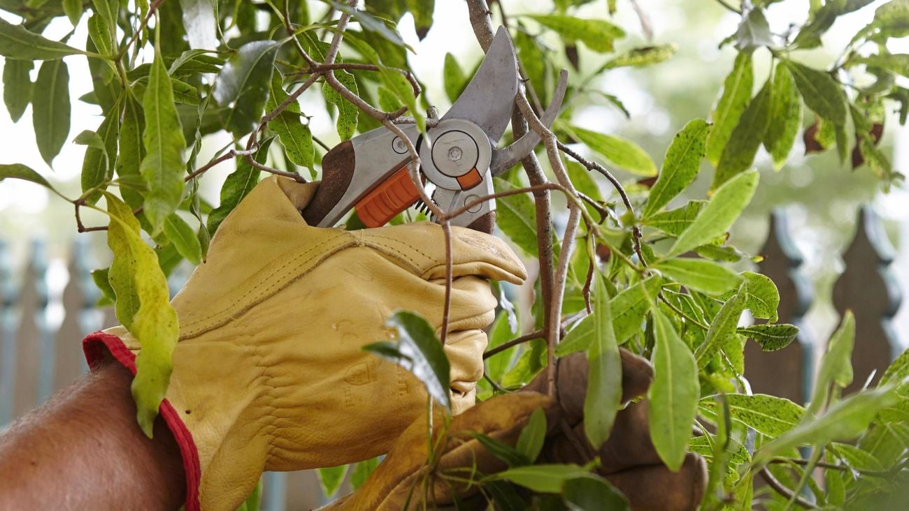A person wearing gardening gloves pruning a tree.