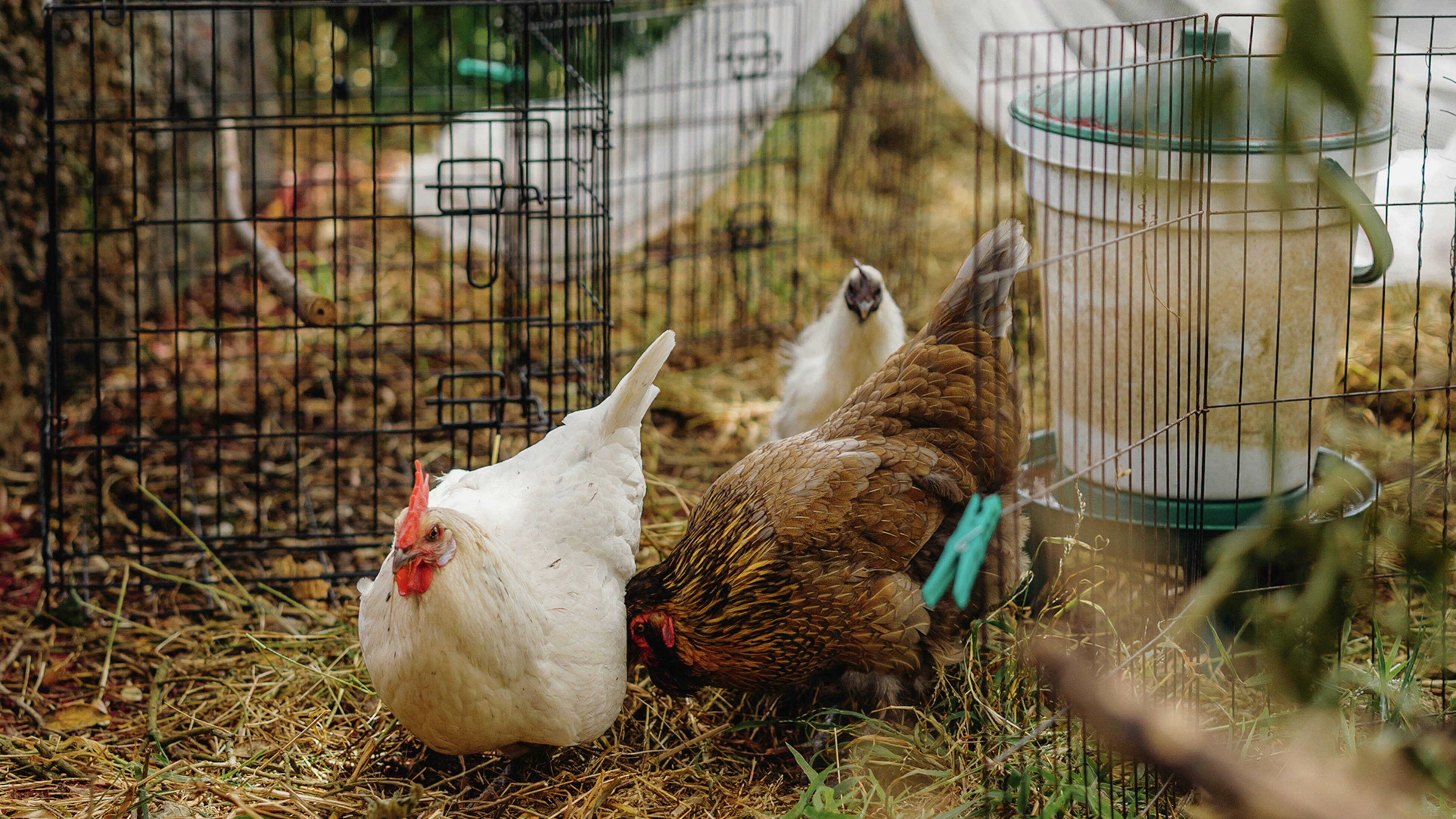 Animals play an important role in how to create an eco-friendly garden that works with nature.