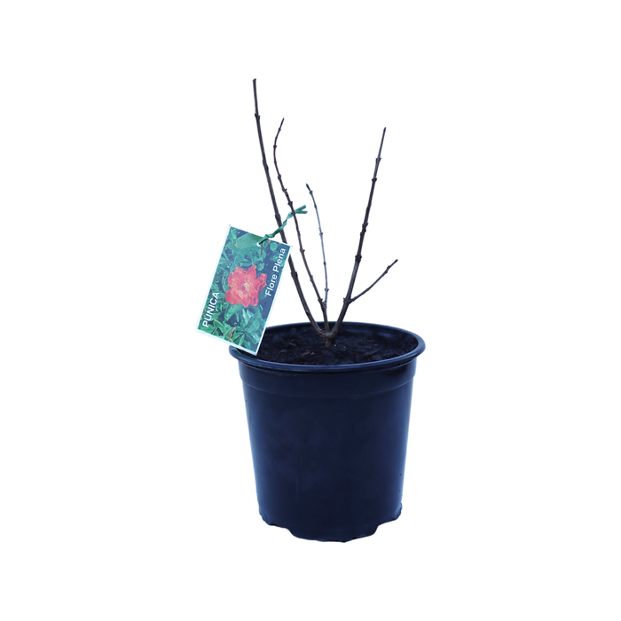 2.5L Ornamental Pomegranate - Punica granatum Flore Pleno