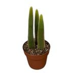 140mm Cacti Assorted