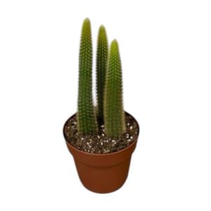 140mm Cacti Assorted