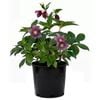 170mm Hellebore Winter Rose - Helleborus hybridus