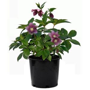 170mm Hellebore Winter Rose - Helleborus hybridus