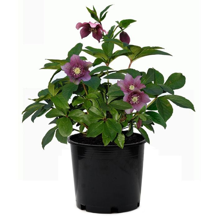 170mm Hellebore Winter Rose - Helleborus hybridus