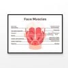 Head And Face Muscles  Print 100% Australian Made 90x60cm  (Poster)