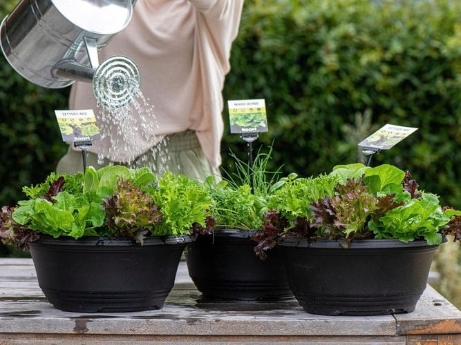 assorted pot plants been watered with watering can