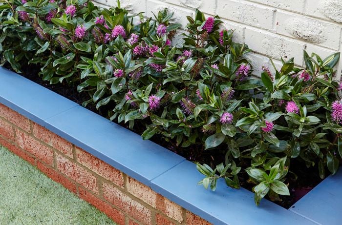 A brick planter box planted with flowering plants against a house wall