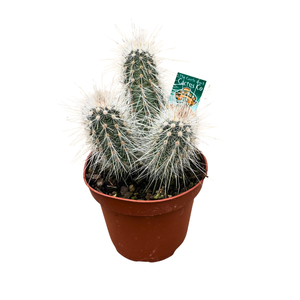 100mm Assorted Cacti