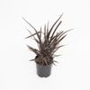 2L Phormium Purple Haze - Phormium tenax