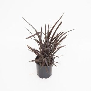 2L Phormium Purple Haze - Phormium tenax