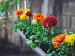 colourful ranunchulus flowers in pots outside