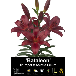 Yarra Valley Bulbs Lilium Bataleon - 2 Pack