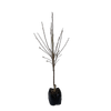15L Magnolia - Magnolia burgundy Star