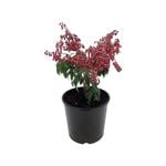 2L Lily Of The Valley Tree - Assorted Pieris