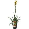 140mm Bush Bonanza Kangaroo Paw - Anigozanthos hybrid Rambubona