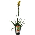 140mm Bush Bonanza Kangaroo Paw - Anigozanthos hybrid Rambubona