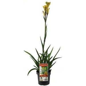 140mm Bush Bonanza Kangaroo Paw - Anigozanthos hybrid Rambubona