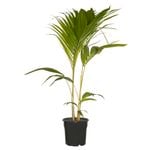 250mm Bangalow Palm - Archontophoenix cunninghamiana