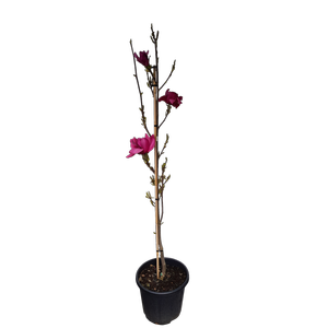30L Magnolia - Magnolia Vulcan