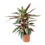 200mm Sanguinea Tricolour - Stromanthe sanguinea