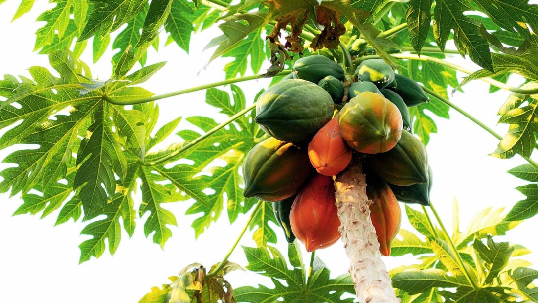 Tree with papaya growing. 